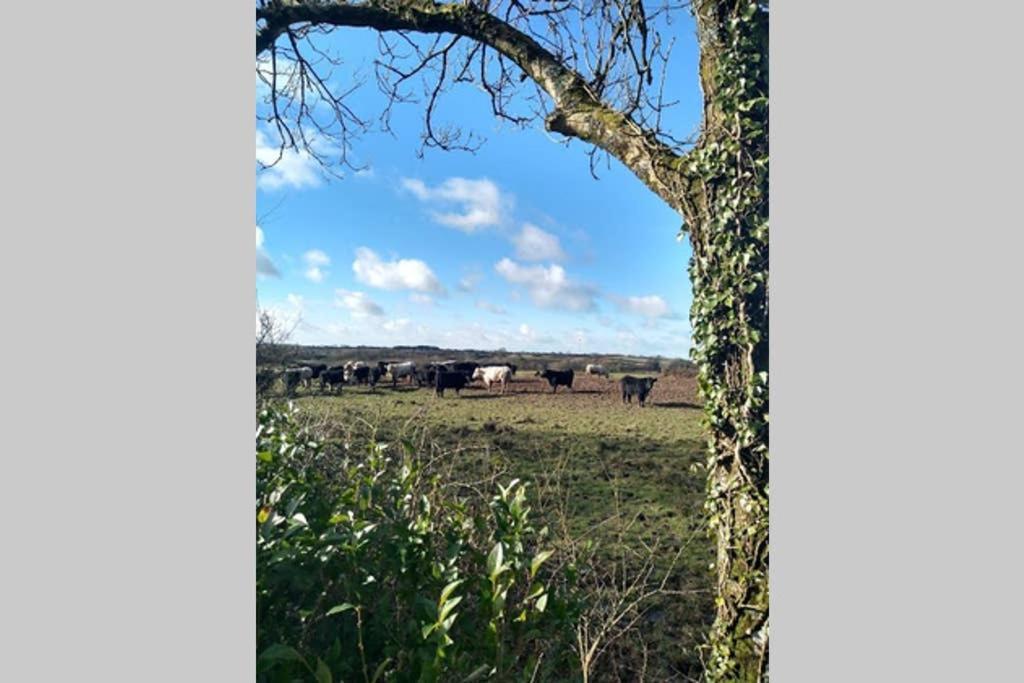 Milking Shed Cottage Narberth Esterno foto